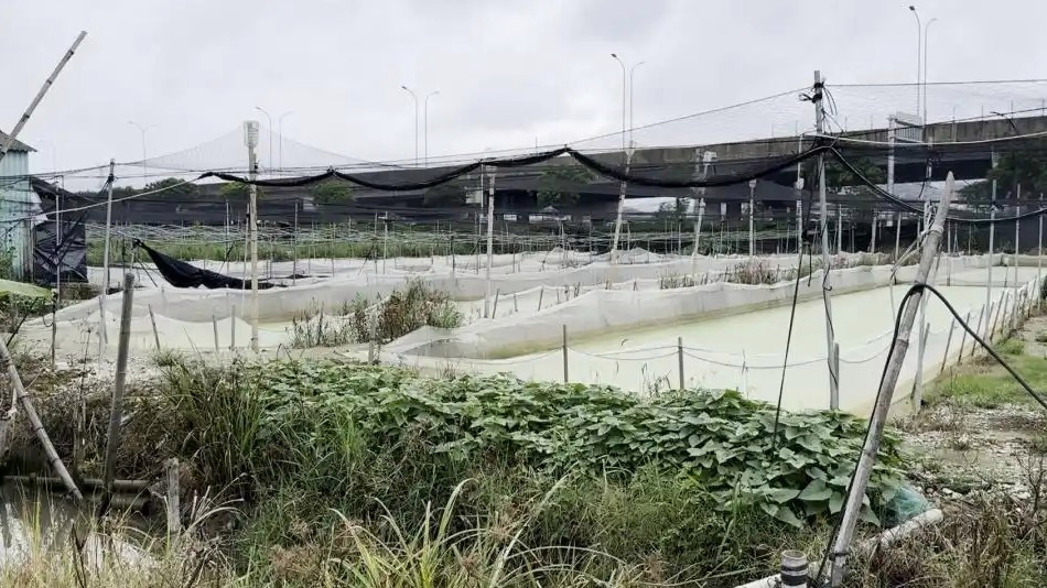 多地通报牛蛙产品抗生素超标问题热搜配图